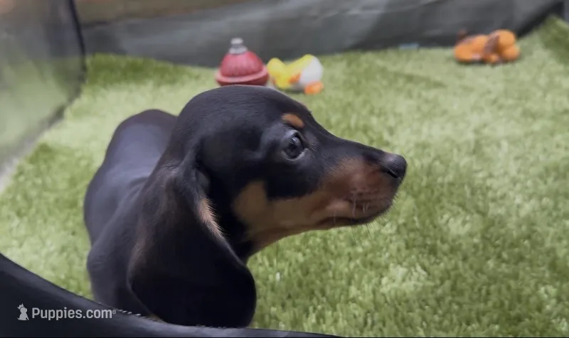 Black and Tan Smooth Female – Miniature Dachshund puppy for sale in Killeen, TX