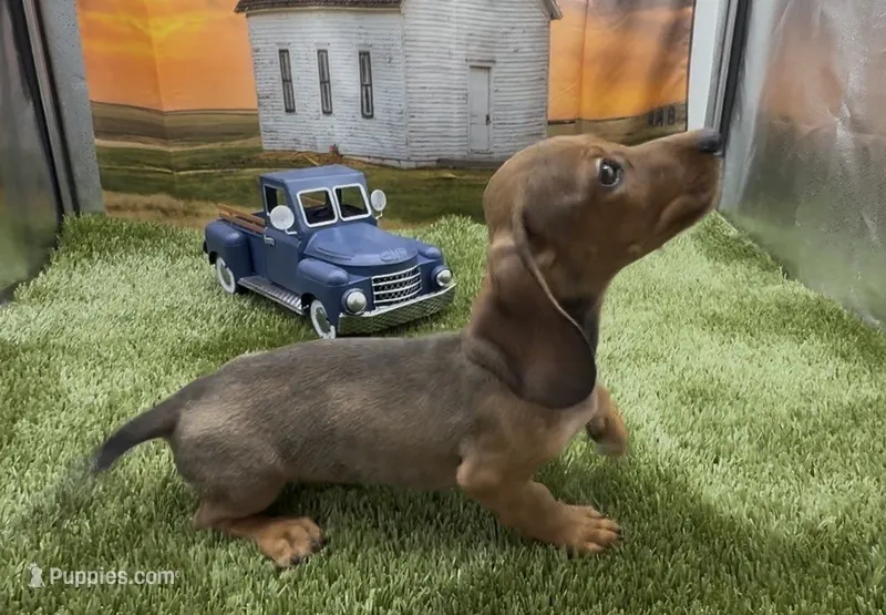 Red Wirehair Male – Miniature Dachshund puppy for sale in Killeen, TX