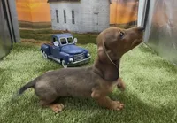 Red Wirehair Male, a male Miniature Dachshund for sale in Killeen, TX – 1 of 6