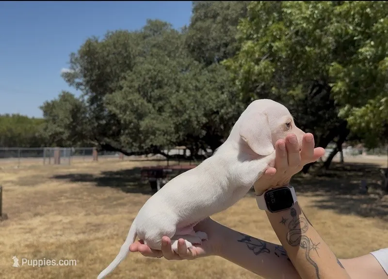 Isabella Based Red Extreme Piebald – Miniature Dachshund puppy for sale in Killeen, TX