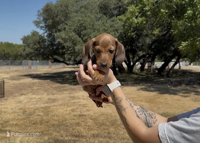 Red Wirehair Male – Miniature Dachshund puppy for sale in Killeen, TX