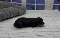 Black and Cream Longhair, a female Miniature Dachshund for sale in Killeen, TX – 4 of 4