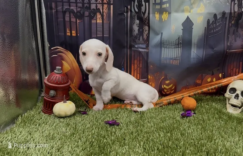 Isabella Based Red Extreme Piebald – Miniature Dachshund puppy for sale in Killeen, TX