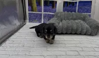 Black and Cream Longhair, a female Miniature Dachshund for sale in Killeen, TX – 3 of 4