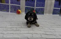 Black and Cream Longhair, a female Miniature Dachshund for sale in Killeen, TX – 2 of 4