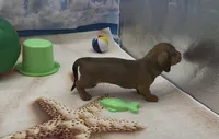 Red Wirehair Male, a male Miniature Dachshund for sale in Killeen, TX – 2 of 4