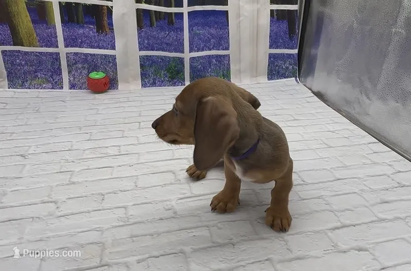 Red Wirehair Male – Miniature Dachshund puppy for sale in Killeen, TX