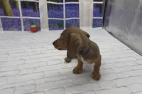 Red Wirehair Male, a male Miniature Dachshund for sale in Killeen, TX – 1 of 4