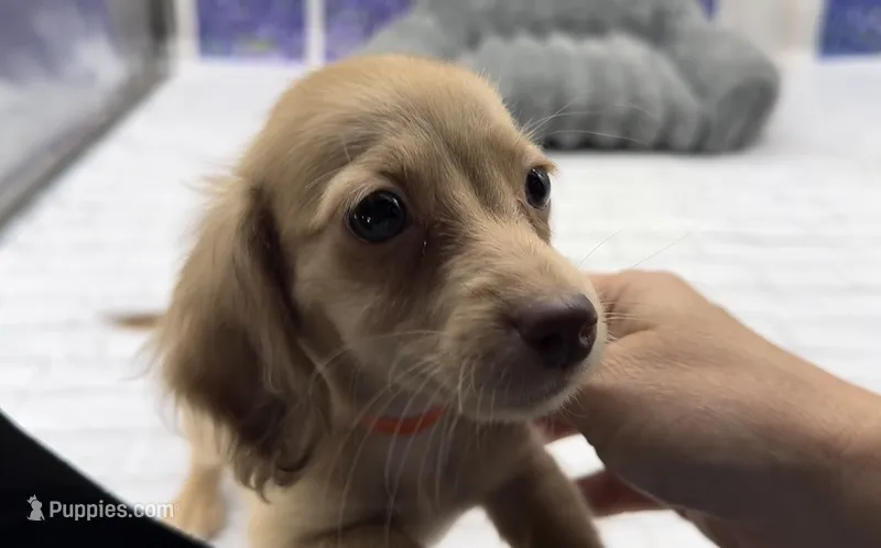 Chocolate Based Cream Longhair Male – Miniature Dachshund puppy for sale in Killeen, TX