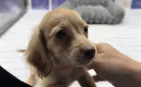 Chocolate Based Cream Longhair Male, a male Miniature Dachshund for sale in Killeen, TX – 2 of 5