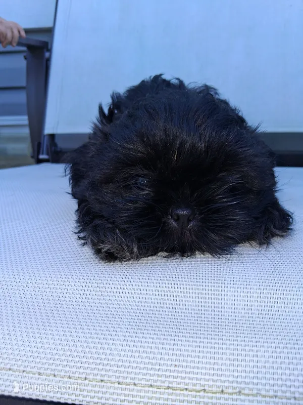 Timber – Shih Tzu puppy for sale in Stover, MO