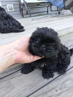 Lilac, a female Shih Tzu for sale in Stover, MO – 3 of 3