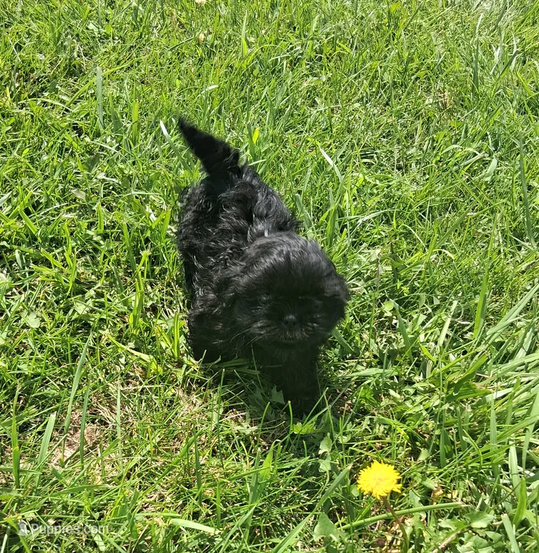 Lilac – Shih Tzu puppy for sale in Stover, MO