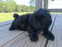 Lilac, a female Shih Tzu for sale in Stover, MO – 2 of 3