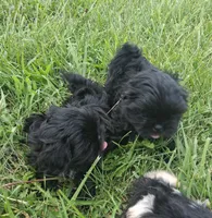 Timber, a male Shih Tzu for sale in Stover, MO – 2 of 2