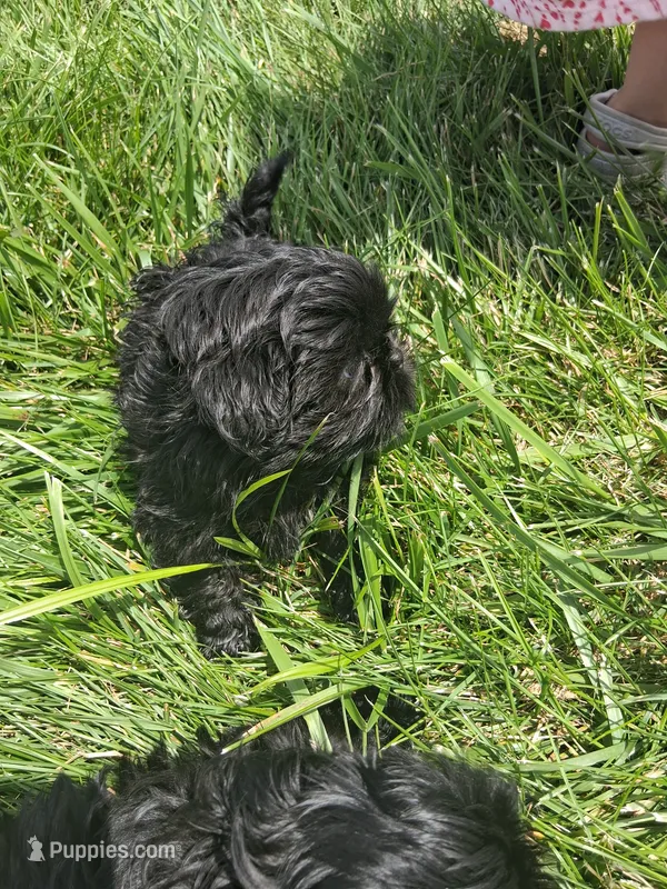 Timber – Shih Tzu puppy for sale in Stover, MO