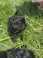 Timber, a male Shih Tzu for sale in Stover, MO – 1 of 2