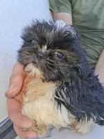 Birch, a male Shih Tzu for sale in Stover, MO – 2 of 4