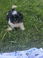 Birch, a male Shih Tzu for sale in Stover, MO – 2 of 2