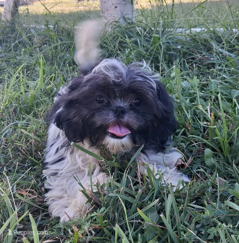 Birch – Shih Tzu puppy for sale in Stover, MO