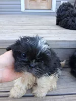 Birch, a male Shih Tzu for sale in Stover, MO – 3 of 4