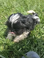 Birch, a male Shih Tzu for sale in Stover, MO – 1 of 2
