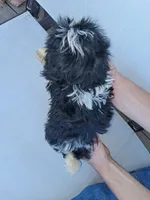Birch, a male Shih Tzu for sale in Stover, MO – 4 of 4