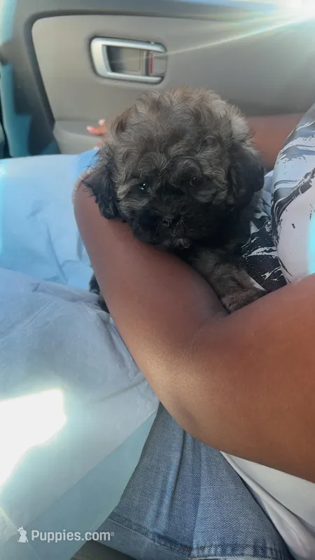 Teddy – Shihpoo puppy for sale in Byron, GA