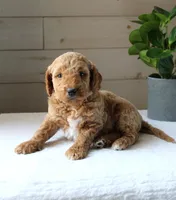 Tess, a female Miniature Goldendoodle for sale in Stevens, PA – 2 of 4
