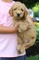 Benji, a male Miniature Goldendoodle for sale in Stevens, PA – 2 of 3