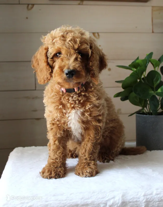 Tess – Miniature Goldendoodle puppy for sale in Stevens, PA
