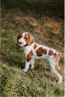 Kelly, a female Miniature Goldendoodle for sale in Stevens, PA – 3 of 4