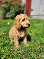 Zeus, a male Miniature Goldendoodle for sale in Stevens, PA – 2 of 2