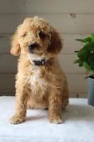 Ivy, a female Miniature Goldendoodle for sale in Stevens, PA – 3 of 3