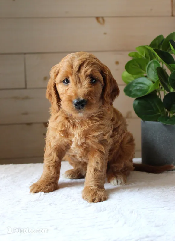 Ginger  – Miniature Goldendoodle puppy for sale in Stevens, PA