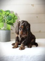 Turner, a male Cockapoo for sale in Stevens, PA – 3 of 6