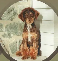 Mocha, a female Cockapoo for sale in Stevens, PA – 5 of 6