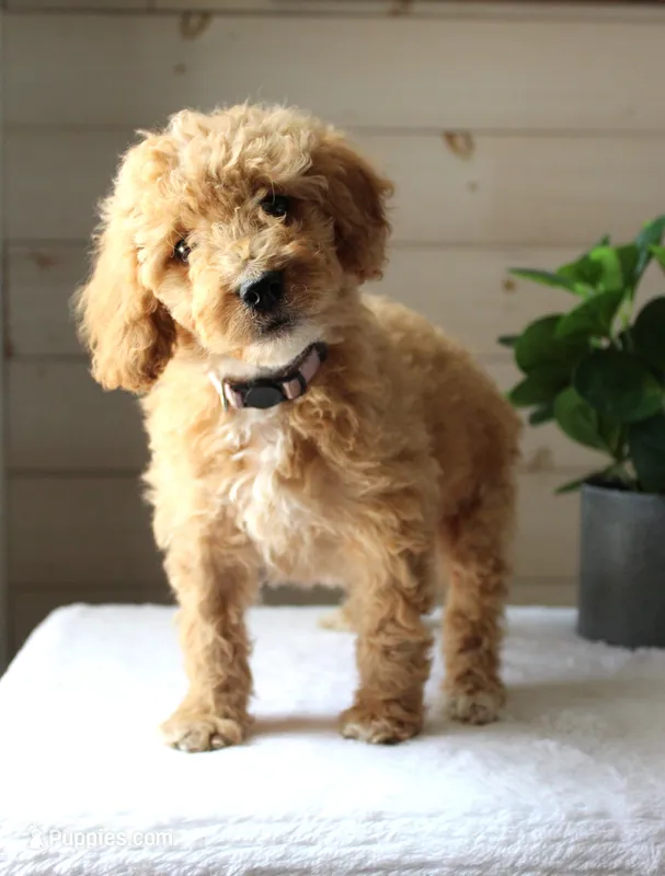 Ivy – Miniature Goldendoodle puppy for sale in Stevens, PA