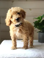 Ivy, a female Miniature Goldendoodle for sale in Stevens, PA – 1 of 3