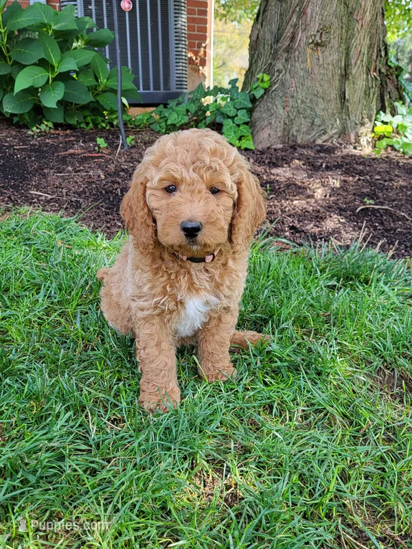 Tess – Miniature Goldendoodle puppy for sale in Stevens, PA
