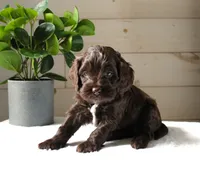 Mocha, a female Cockapoo for sale in Stevens, PA – 4 of 6