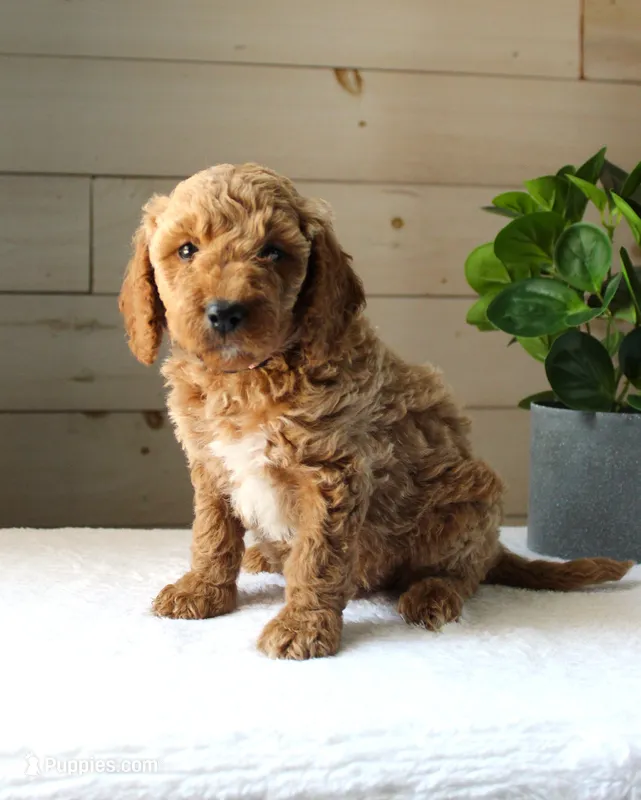 Tess – Miniature Goldendoodle puppy for sale in Stevens, PA
