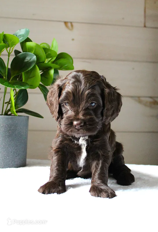 Mocha – Cockapoo puppy for sale in Stevens, PA