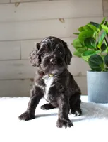 Oakley, a female Cockapoo for sale in Stevens, PA – 2 of 5