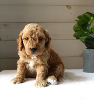Oscar, a male Miniature Goldendoodle for sale in Stevens, PA – 2 of 4
