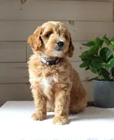 Milo, a male Miniature Goldendoodle for sale in Stevens, PA – 2 of 5