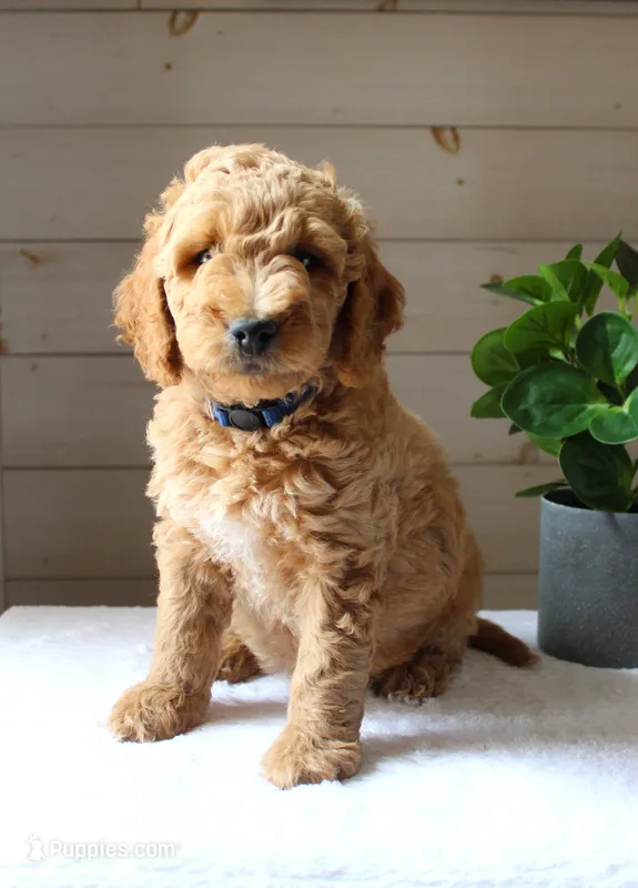 Benji – Miniature Goldendoodle puppy for sale in Stevens, PA