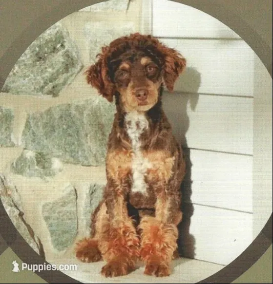 Turner, a male Cockapoo for sale in Stevens, PA – 6 of 6
