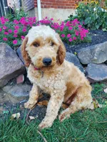 Kelly, a female Miniature Goldendoodle for sale in Stevens, PA – 4 of 4