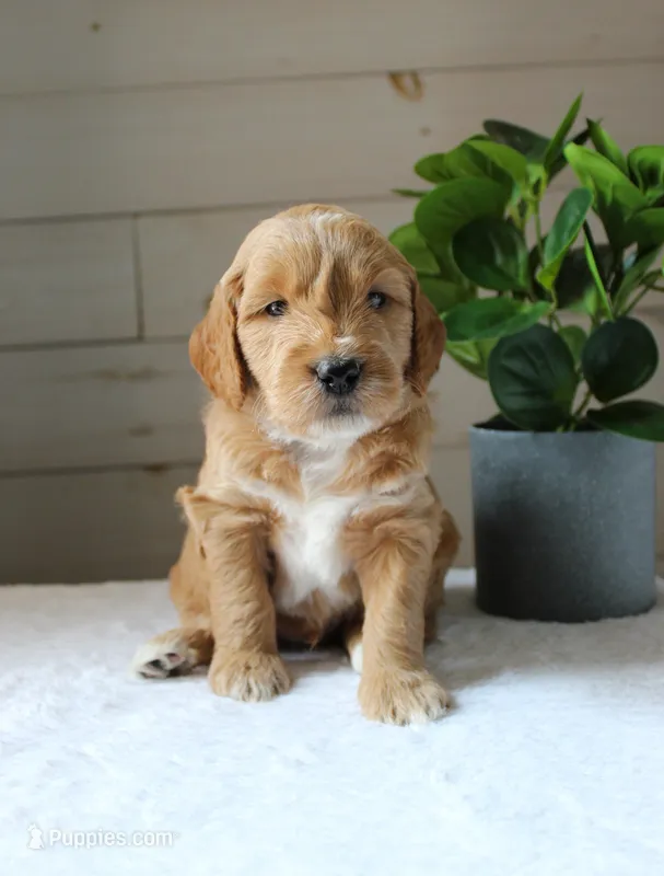 Jet – Miniature Goldendoodle puppy for sale in Stevens, PA